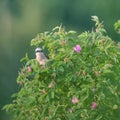 Red-backed shrike (Lanius collurio) is a carnivorous passerine bird and member of the shrike family Laniidae Royalty Free Stock Photo