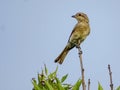 Red-backed Shrike Lanius collurio, female, perched on a tree branch Royalty Free Stock Photo