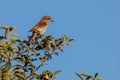 Red-backed Shrike Lanius collurio, female, perched on a tree branch Royalty Free Stock Photo