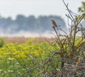 The red-backed shrike perched on dry branch on top of the pile of dry branches