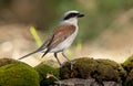 Red-backed shrike (Lanius collurio) Royalty Free Stock Photo