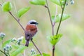 Red-backed shrike Lanius collurio Royalty Free Stock Photo