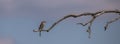 The red-backed shrike Lanius collurio or red-backed shrike Royalty Free Stock Photo