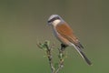 Red-backed shrike, Lanius collurio Royalty Free Stock Photo