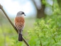 Red-backed shrike Lanius collurio. Single bird, perching on an a tree branch near river in a bright May day. Beautiful small bir
