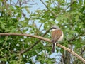 Red-backed shrike Lanius collurio. Single bird, perching on an a tree branch near river in a bright May day. Beautiful small bir