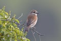 Red-backed shrike, Lanius collurio,