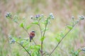 Red-backed shrike Lanius collurio Royalty Free Stock Photo