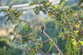 Red-backed shrike Lannius Collurio on the tree branch Royalty Free Stock Photo