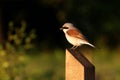 Red backed shrike - male