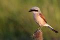 Red backed shrike - male