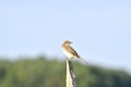 The Red-backed Shrike - male Lanius collurio is a member of the shrike family Laniidae. This bird breeds in most of Euro Royalty Free Stock Photo