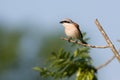 Red-backed Shrike perched on a branch in France Royalty Free Stock Photo
