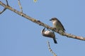 Red-backed Shrike perched on a branch in France Royalty Free Stock Photo