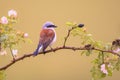 Red Backed Shrike perched on branch Royalty Free Stock Photo