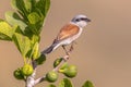 Red Backed Shrike perched on branch Royalty Free Stock Photo