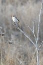 A Red Backed Shrike Perched on a Dry Branch Royalty Free Stock Photo