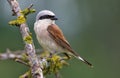 Red-backed Shrike sits on a lichen stick