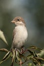 Red-backed shrike Portrait in a natural environment Royalty Free Stock Photo