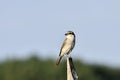 This is the Red-backed Shrike - male Lanius collurio is a member of the shrike family Laniidae. Royalty Free Stock Photo