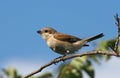 Red-backed shrike sitting on a branch