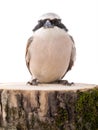 Red-backed Shrike tree sits on a stump isolated on white Royalty Free Stock Photo