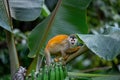 Red-backed squirrel monkey in Manuel Antonio National Park, Quepos, Costa Rica Royalty Free Stock Photo