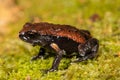 Red-backed Toadlet Royalty Free Stock Photo