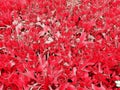 Red background this flowers. Drawing consisting of briht red flowers and red leafs.