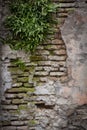 Red background of old vintage brick wall texture. Close-up view of a stone brick wall with grapes curling on the wall. Royalty Free Stock Photo