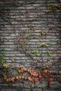 Red background of old vintage brick wall texture. Close-up view of a stone brick wall with grapes curling on the wall. Royalty Free Stock Photo