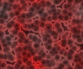 Red bacteria Royalty Free Stock Photo