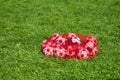 A red bag of white and red soccer balls on the green grass on the soccer field during kids soccer class Royalty Free Stock Photo