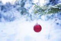 Red ball on a fir-tree branch in the snow-covered wood. Royalty Free Stock Photo