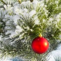 A red ball hangs on a snow-covered fir branch. There are large snowflakes. New Year and Christmas concept Royalty Free Stock Photo