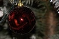 A red ball hung on a branch of fir tree. Front view Royalty Free Stock Photo