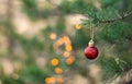 Red ball in a real pine Christmas tree nice shining, as Christmas, New Year card template concept