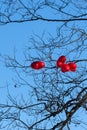red heart shaped balloons for valentines day on the branches Royalty Free Stock Photo