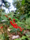 Red balls with beautiful leaves. Royalty Free Stock Photo