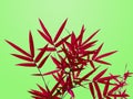 Red bamboo leaves isolated in bright green background Royalty Free Stock Photo