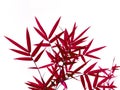 Red bamboo leaves isolated on white background Royalty Free Stock Photo