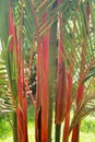 Red Bamboo