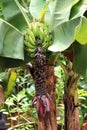 Red banana blossom sprouting from the end of a bunch of cultivated banana from the tree with leaf. Royalty Free Stock Photo