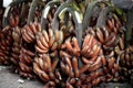 Red banana bunch-Musa acuminata 'Red Dacca Royalty Free Stock Photo