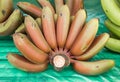 Red banana bunch-Musa acuminata 'Red Dacca Royalty Free Stock Photo