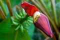 Red banana flower Royalty Free Stock Photo