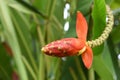 Red banana flower Royalty Free Stock Photo