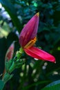 Red banana flower on leafy plant. Banana blossom bud with open petal. Red yellow tropical flower vertical photo Royalty Free Stock Photo