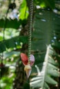 Red banana flower Royalty Free Stock Photo