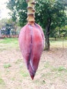 Red banana flower stem on tree Royalty Free Stock Photo